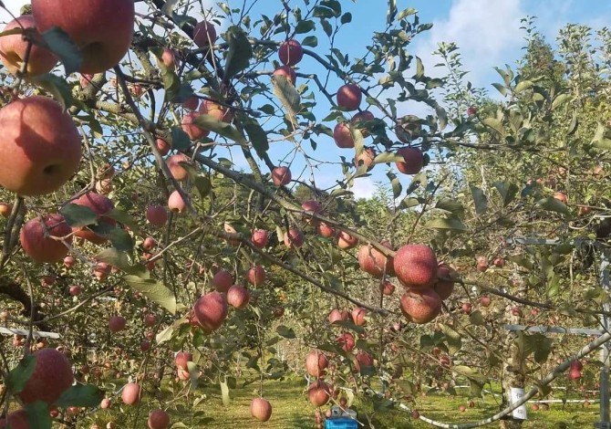 土本観光果樹園