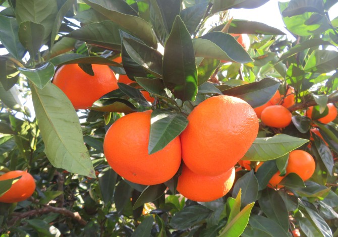 土佐の高知のくだもの畑