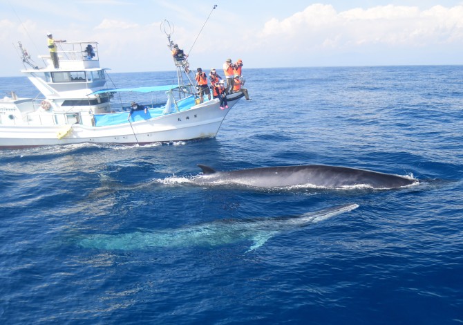 宇佐ホエールウォッチング