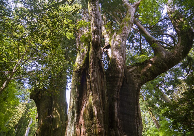 杉の大杉