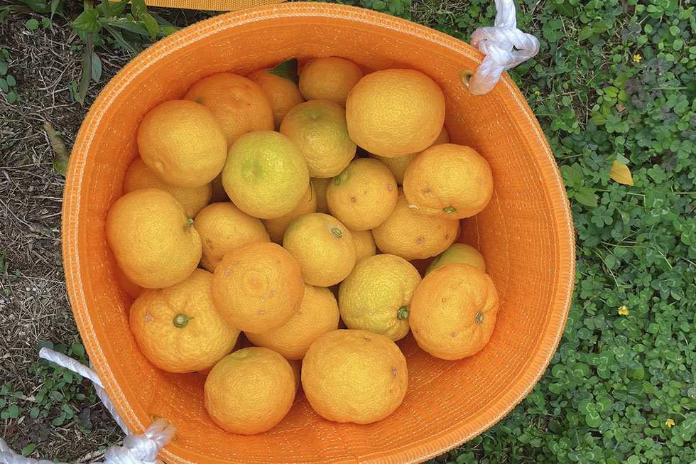 写真:ゆず狩り＆ゆずしぼり体験3