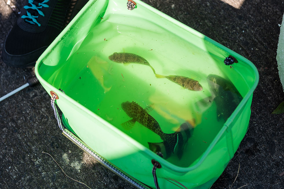 写真:宿毛市でファミリーフィッシング3