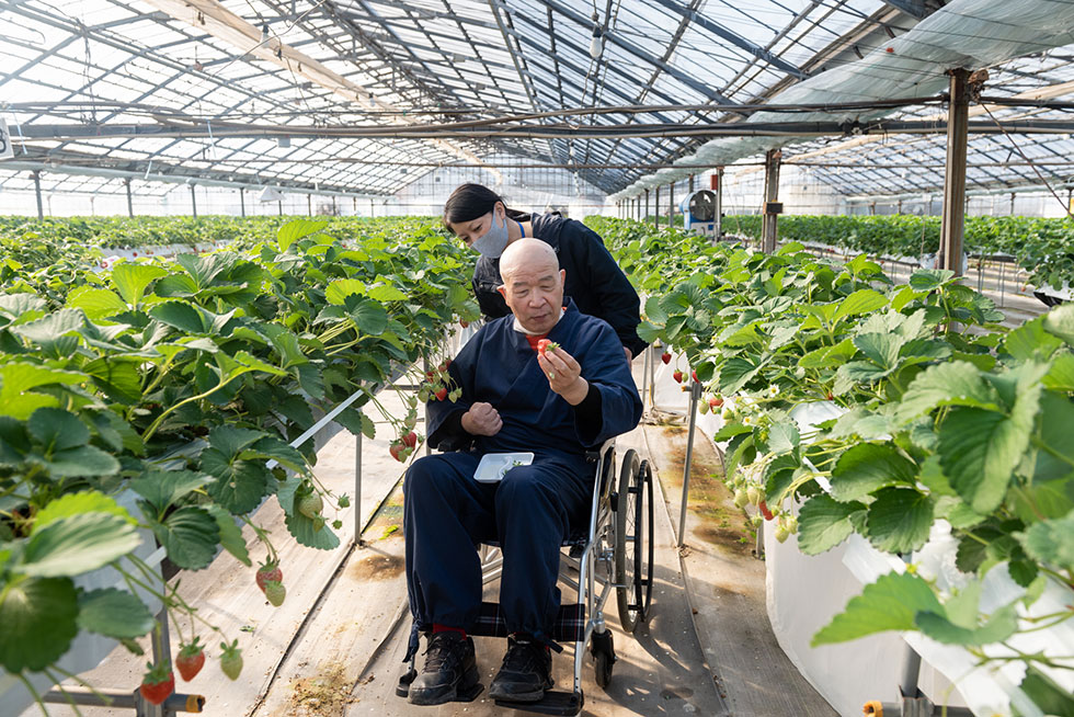 写真:季節限定！いちご狩り体験！1