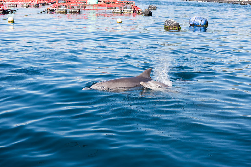 写真:大月町・柏島でグラスボート体験4