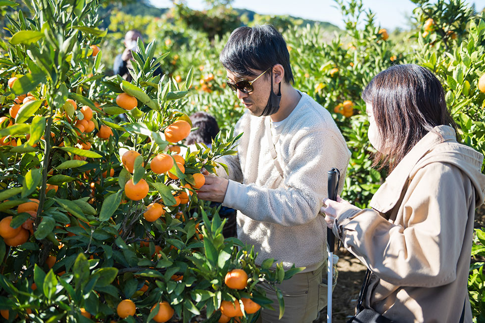写真:山北みかん狩り体験3