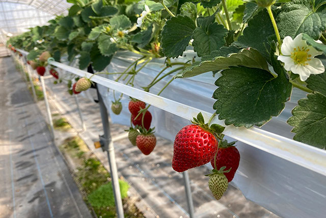 写真:西島園芸団地2
