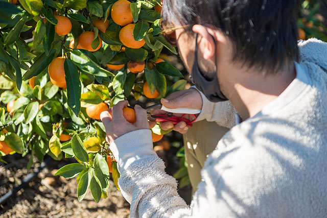 写真:土佐の高知のくだもの畑2