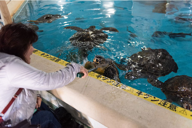 写真:桂浜公園2