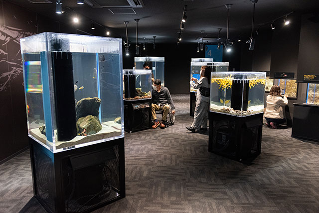 写真:高知県立足摺海洋館SATOUMI2